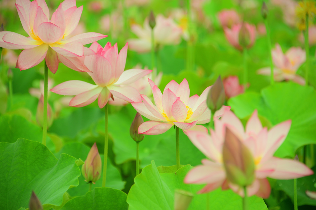 ゆめさき蓮の花苑