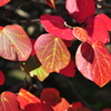 神戸市立森林植物園