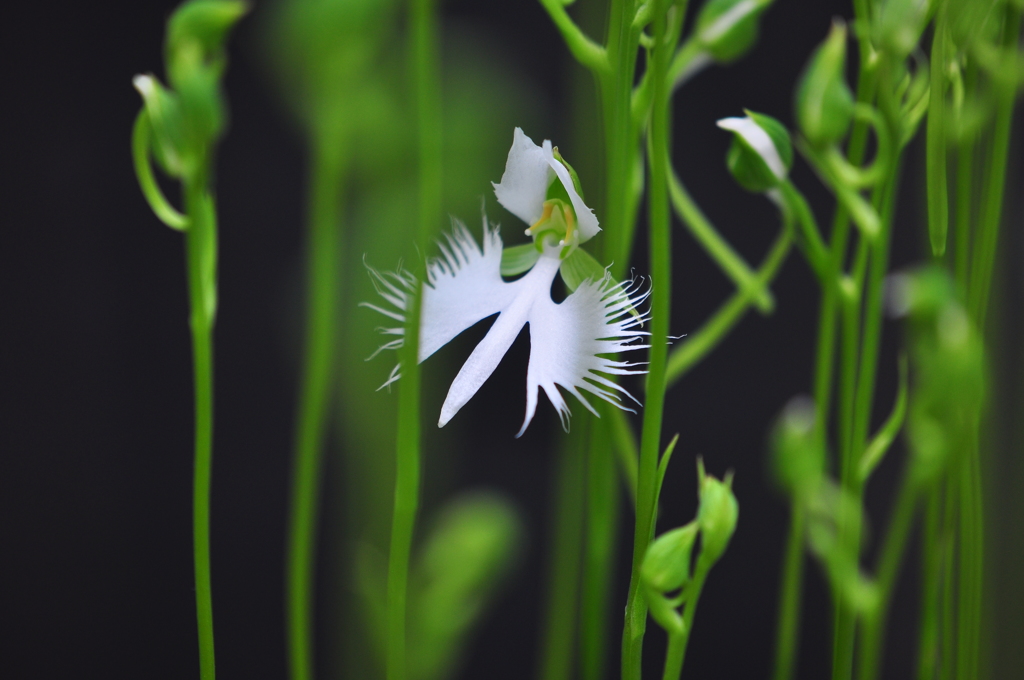 手柄山温室植物園