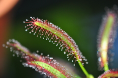 手柄山温室植物園