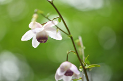 六甲高山植物園