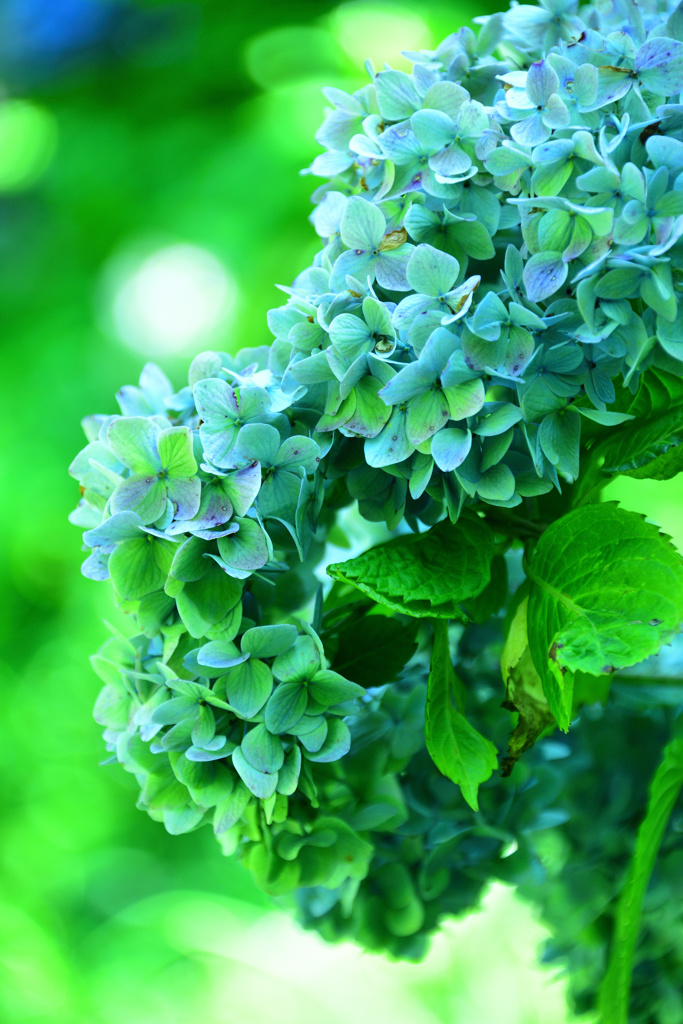 六甲高山植物園