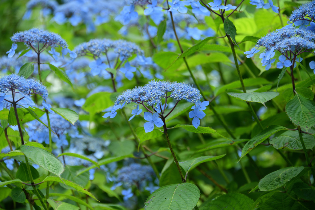 六甲高山植物園