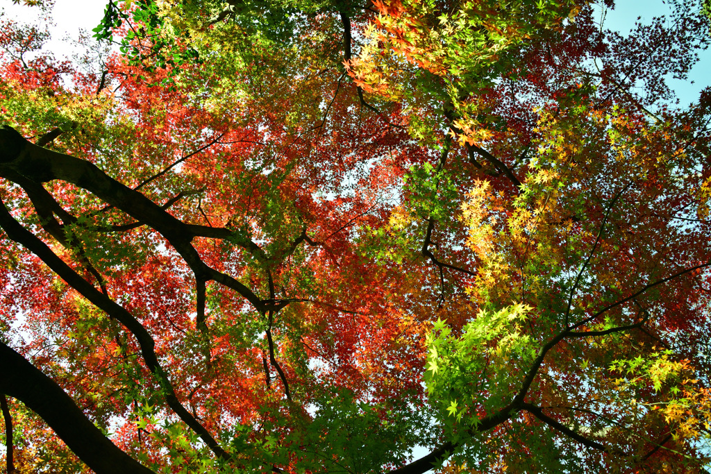 後楽園（岡山県）