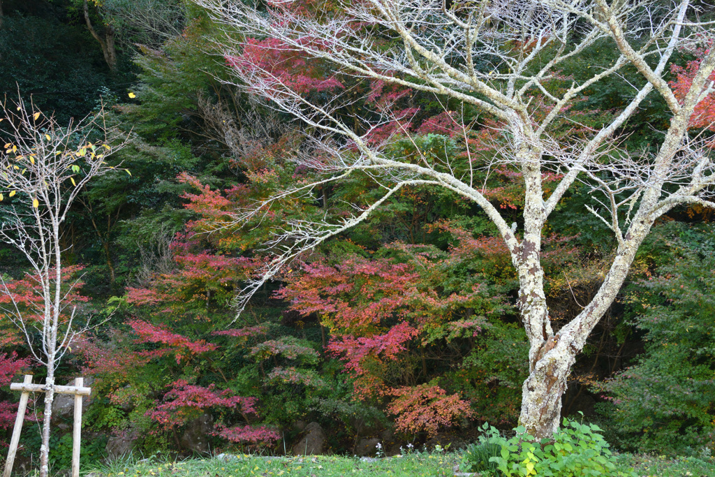 大谷山伽耶院