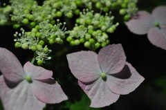 神戸市立森林植物園