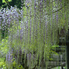 白井大町藤公園