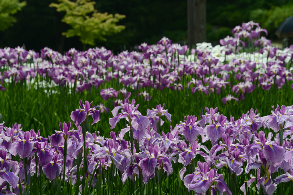 播州山崎花菖蒲園（弐）