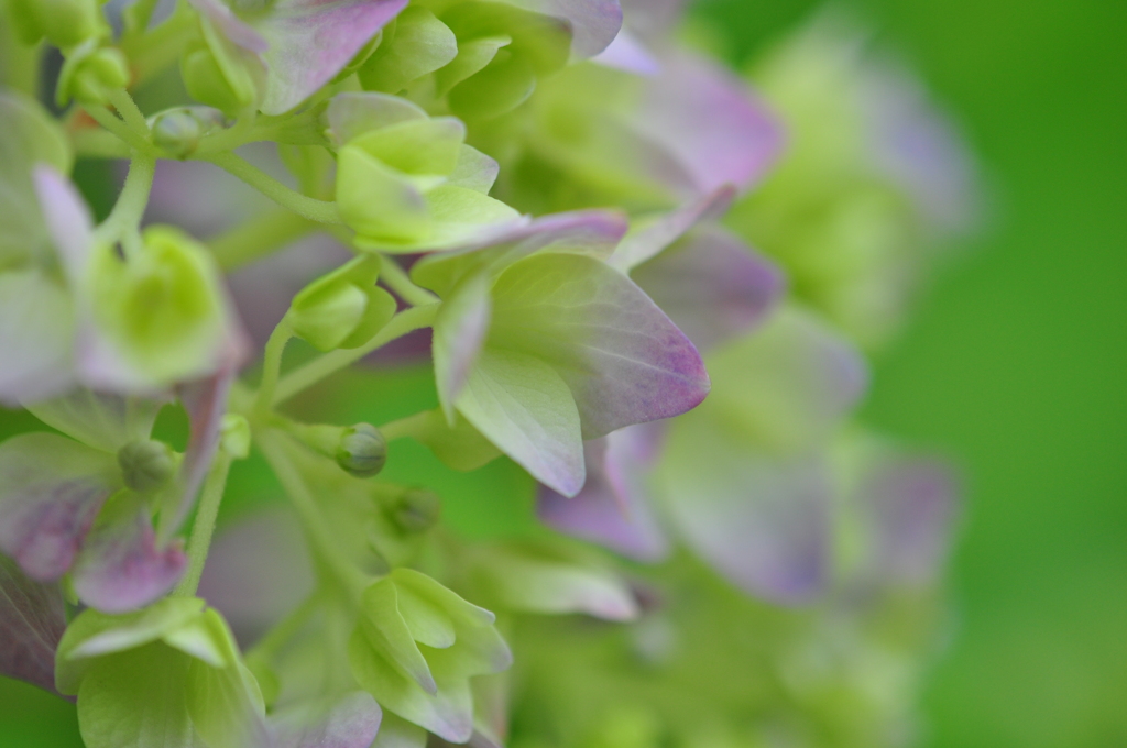 播州山崎花菖蒲園