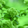 神戸市立森林植物園