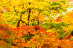 最上山公園もみじ山