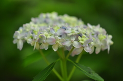 神戸市立森林植物園（壱）