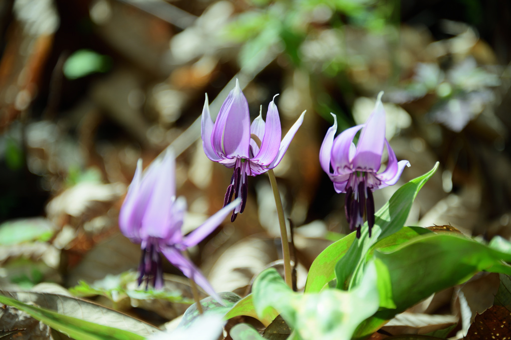 弦谷カタクリの花群落