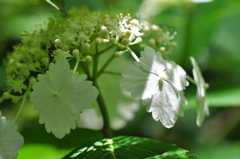 神戸市立森林植物園