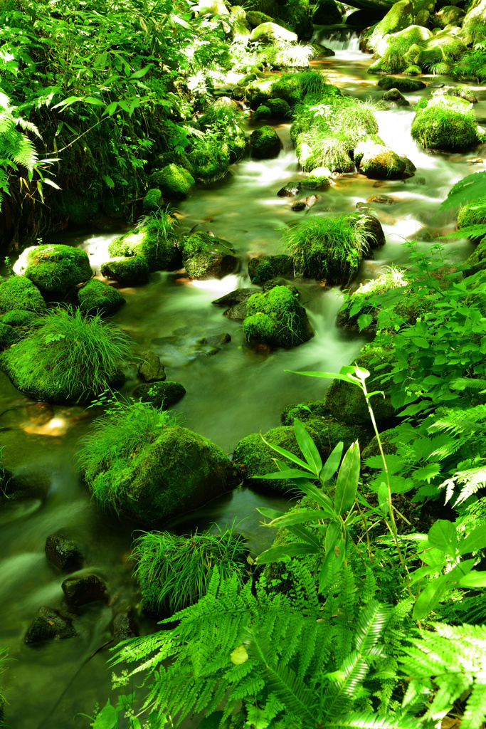 奥大山木谷沢渓流
