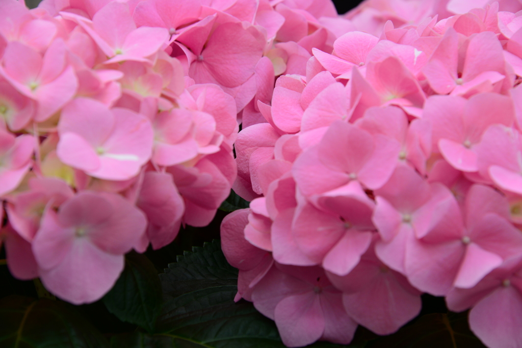 兵庫県立フラワーセンター