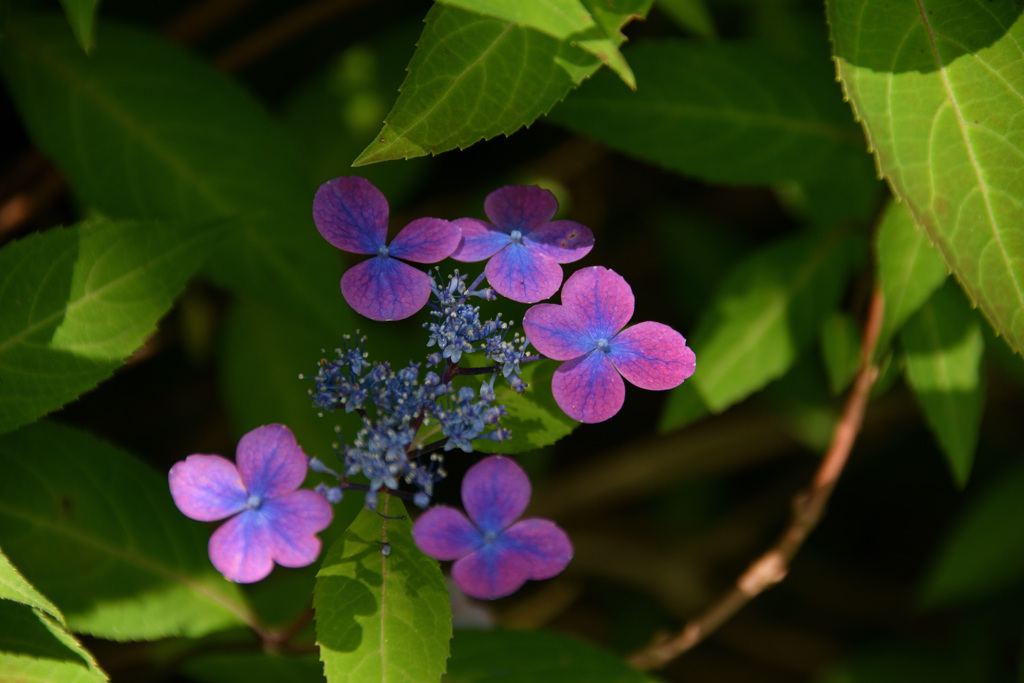 六甲高山植物園