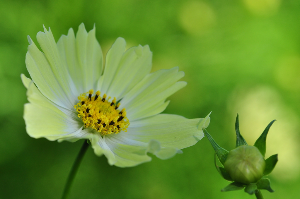 あわじ花さじき