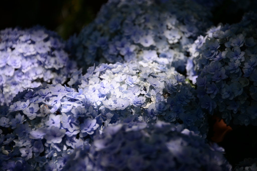 神戸市立森林植物園（参）