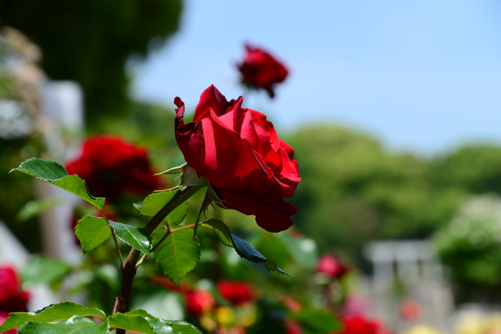 須磨離宮公園（弐）