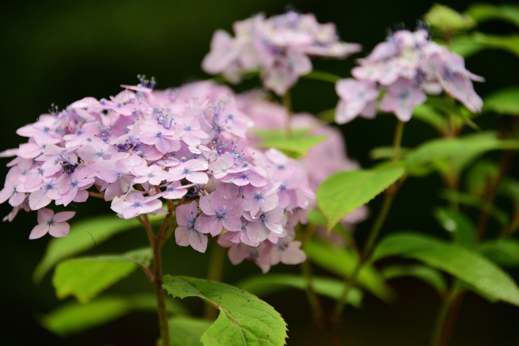 神戸市立森林植物園