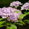 神戸市立森林植物園