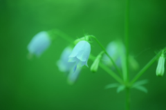 但馬高原植物園