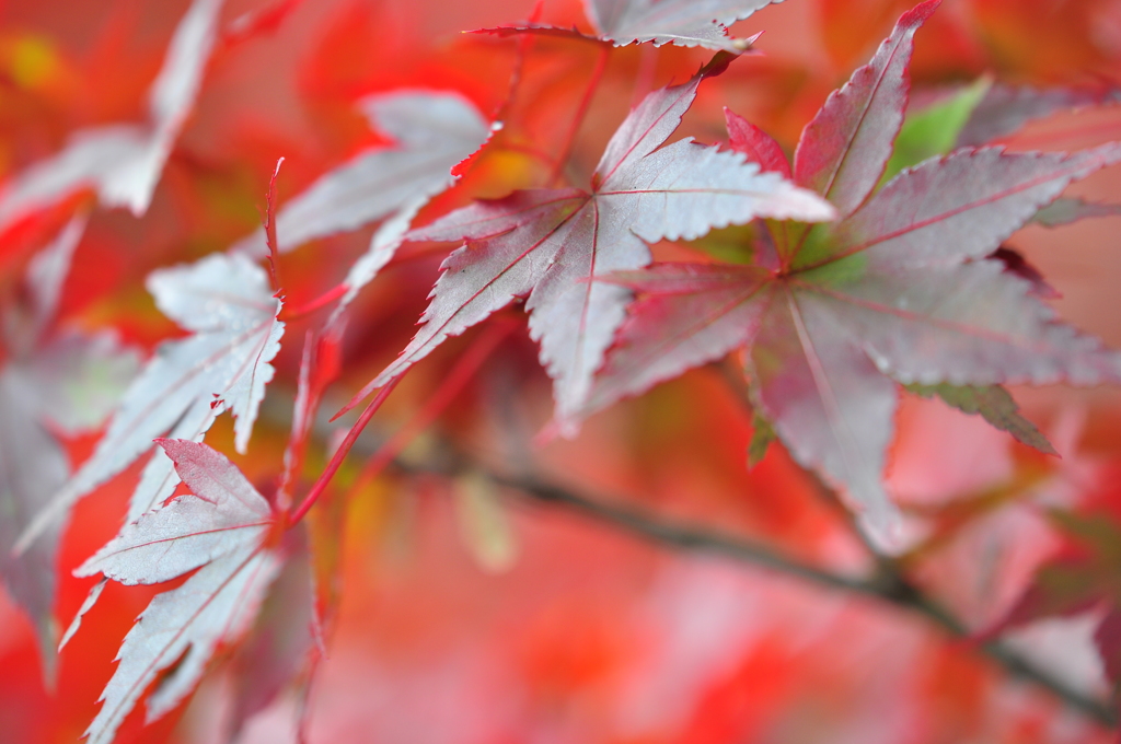 多可町北播磨余暇村公園（壱）