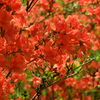 神戸市立森林植物園