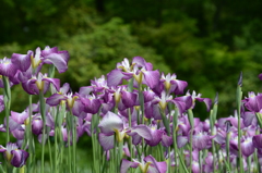 播州山崎花菖蒲園（壱）