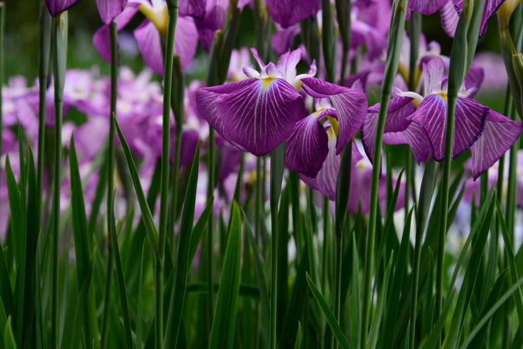 播州山崎花菖蒲園