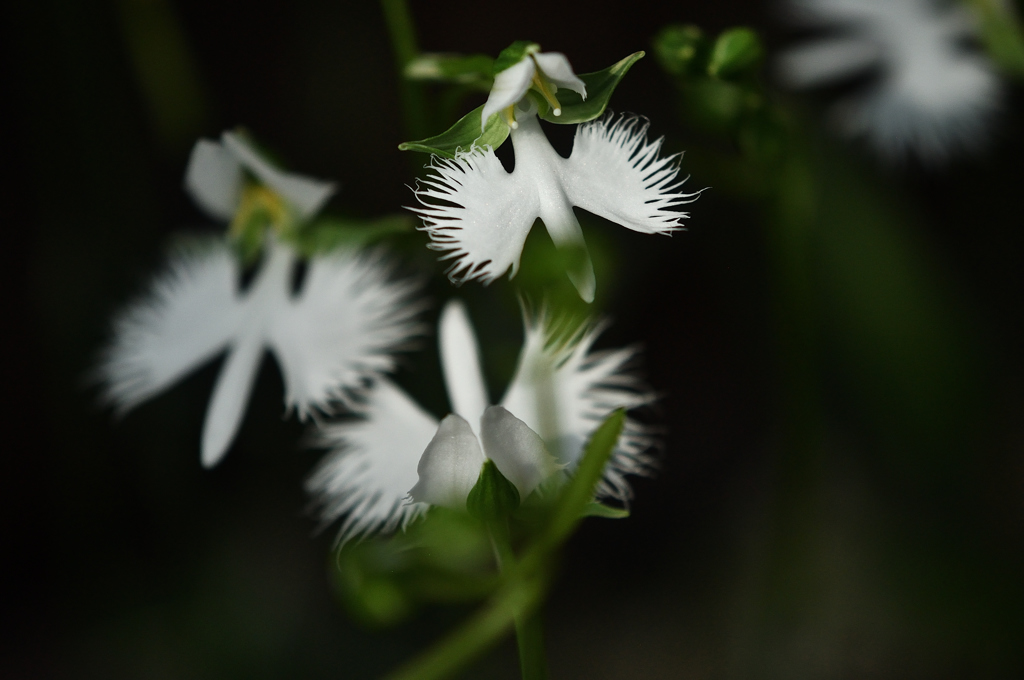 手柄山温室植物園