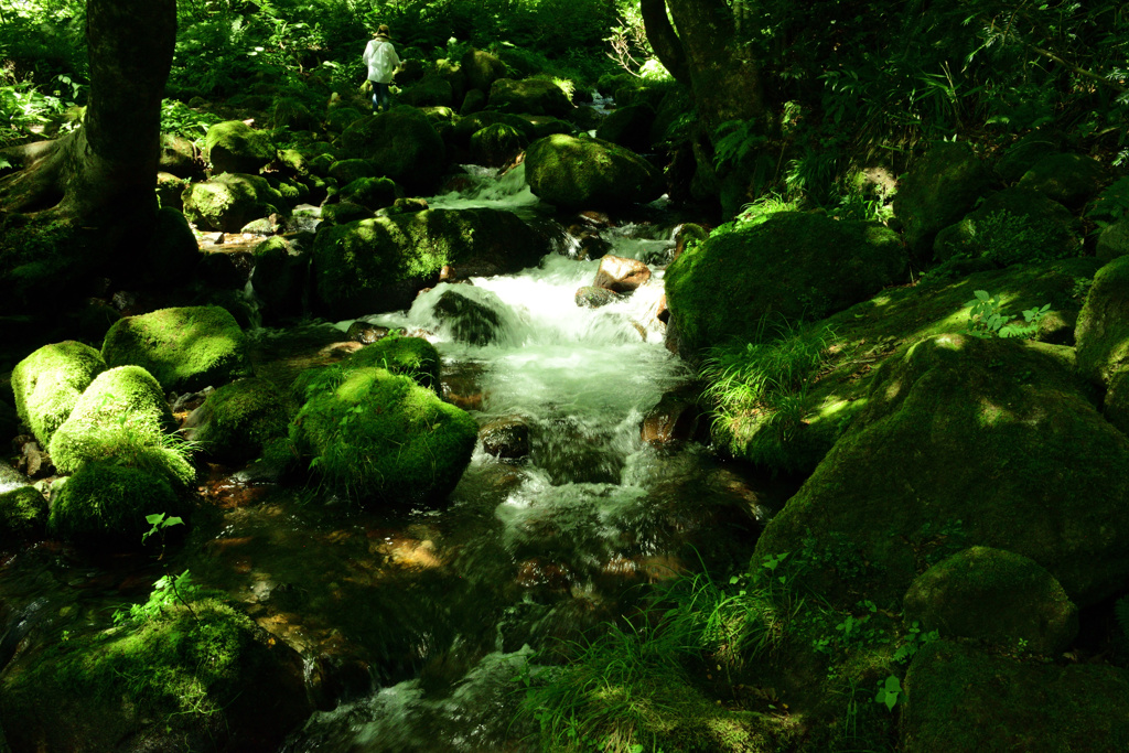 奥大山木谷沢渓流