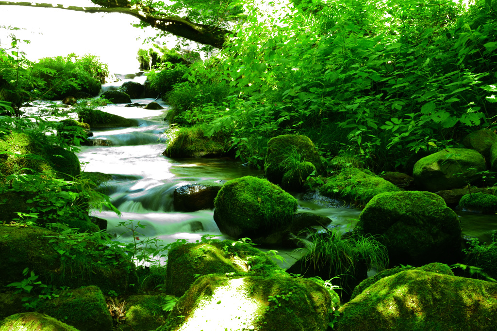 奥大山木谷沢渓流