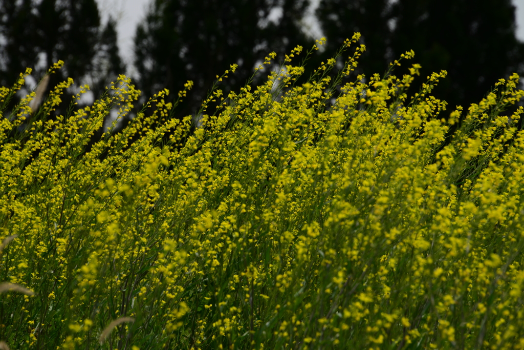 奈義町（岡山県）の菜の花畑（九）