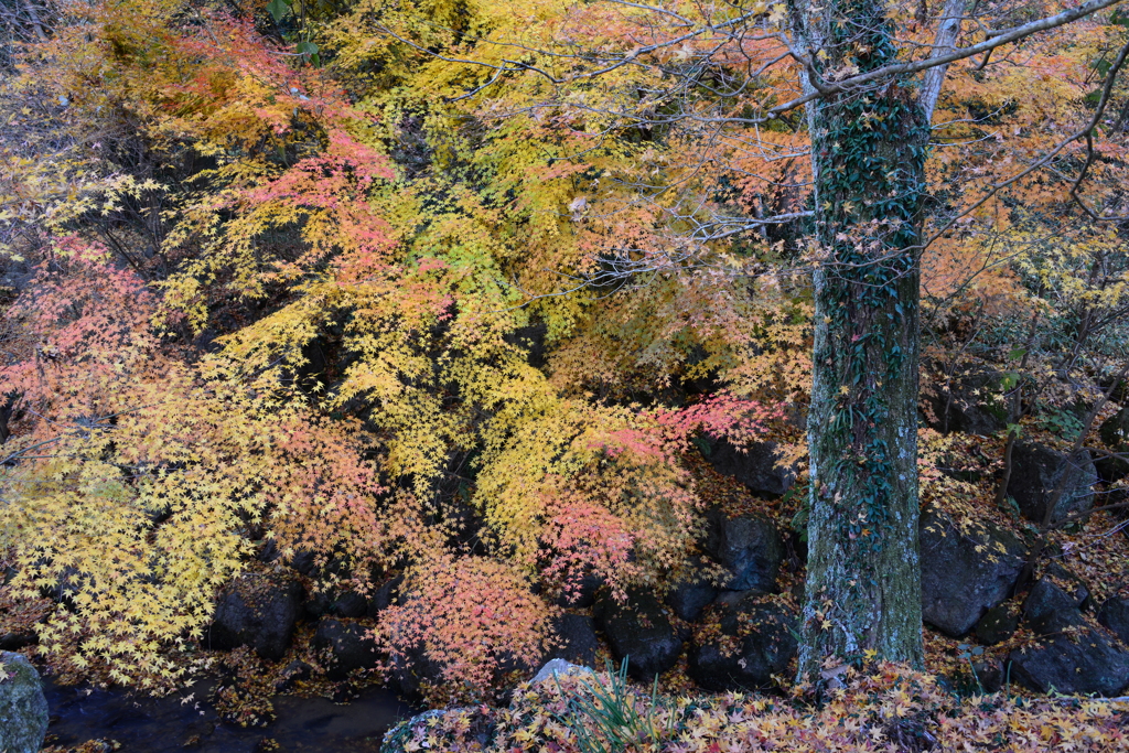 大谷山伽耶院（四）