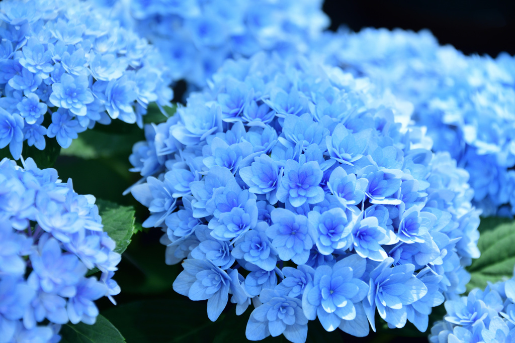 手柄山温室植物園