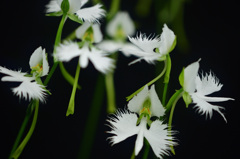 手柄山温室植物園