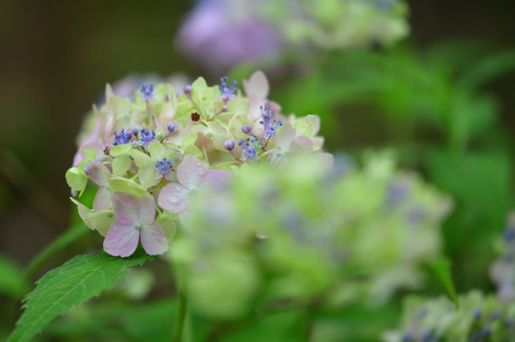 神戸市立森林植物園