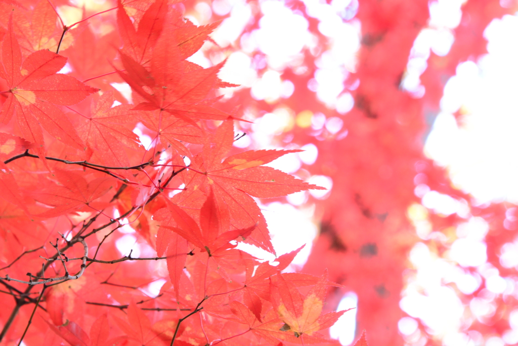 龍野公園紅葉谷（参）