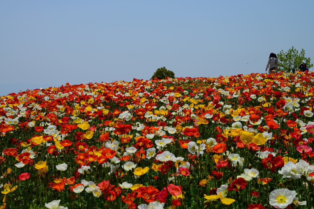 あわじ花さじき（九）