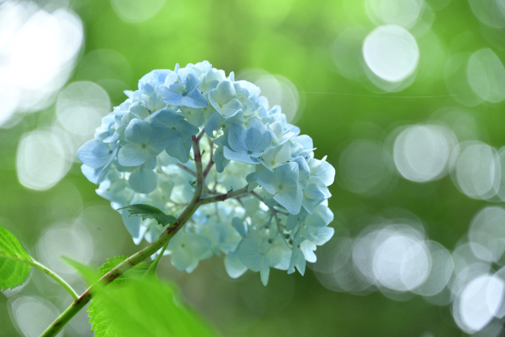 神戸市立森林植物園