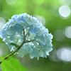 神戸市立森林植物園