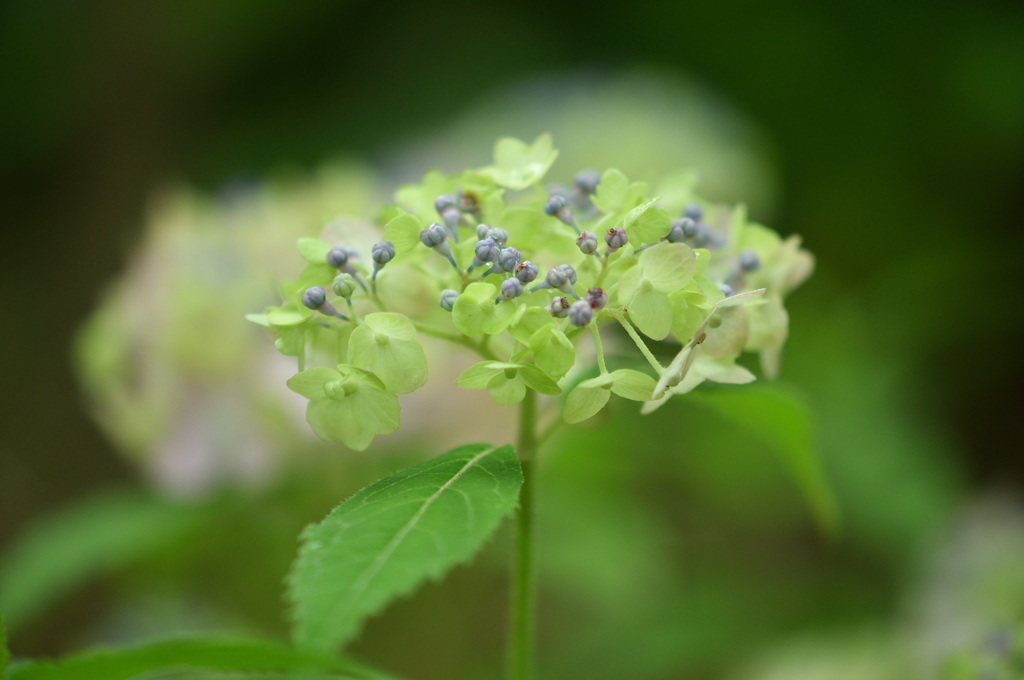 神戸市立森林植物園