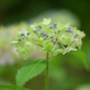 神戸市立森林植物園