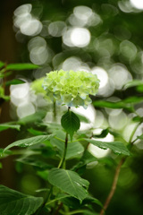 神戸市立森林植物園