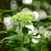 神戸市立森林植物園