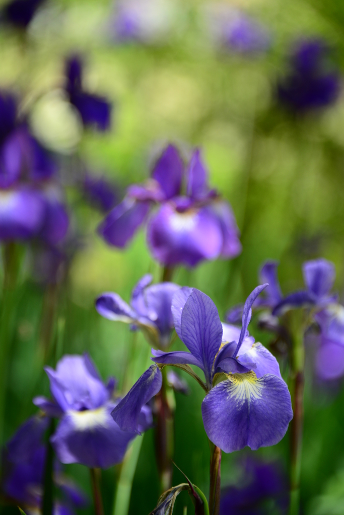 播州山崎花菖蒲園