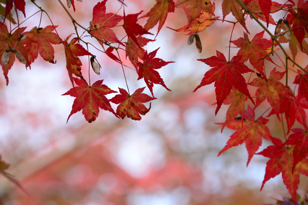 多可町北播磨余暇村公園（弐）