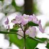 神戸市立森林植物園